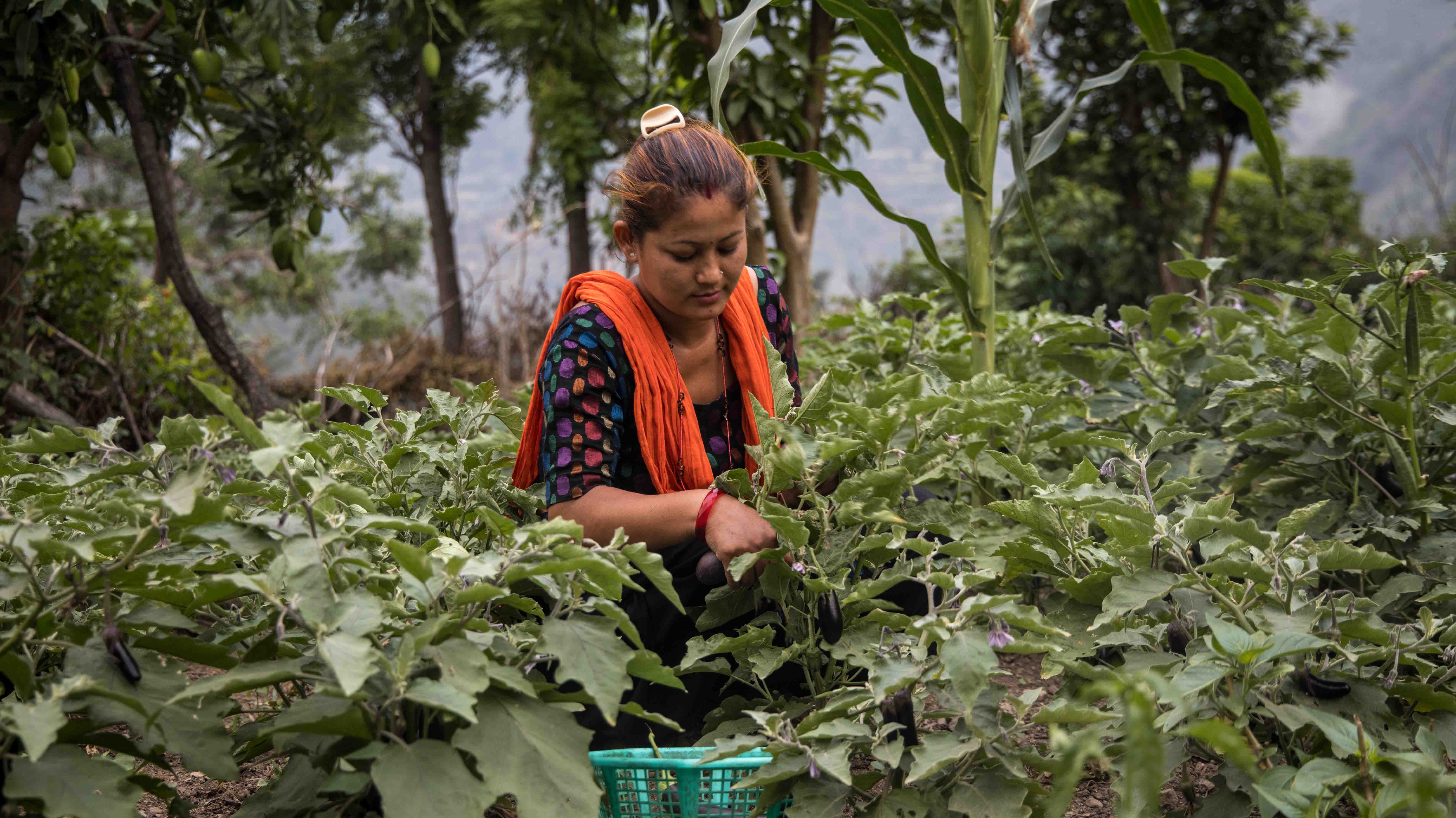 Agriculture