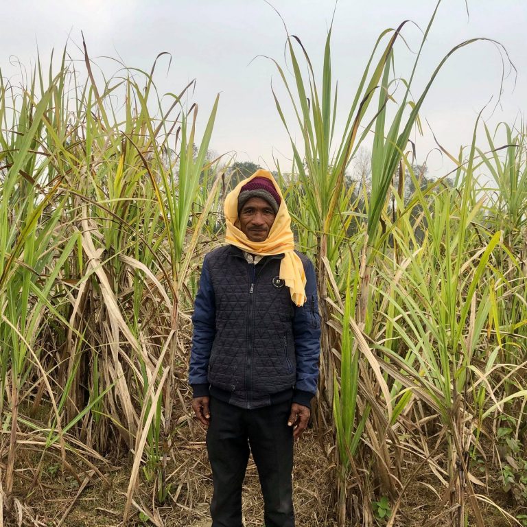 82568552_492088318386831_5825886411311546368_n Rakti Rana in his Sugarcane field, Kanchanpur.